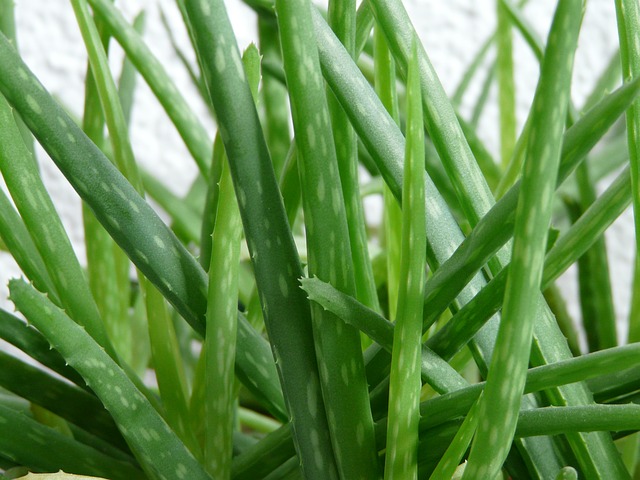 aloe for meditation