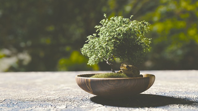 bonsai for meditation