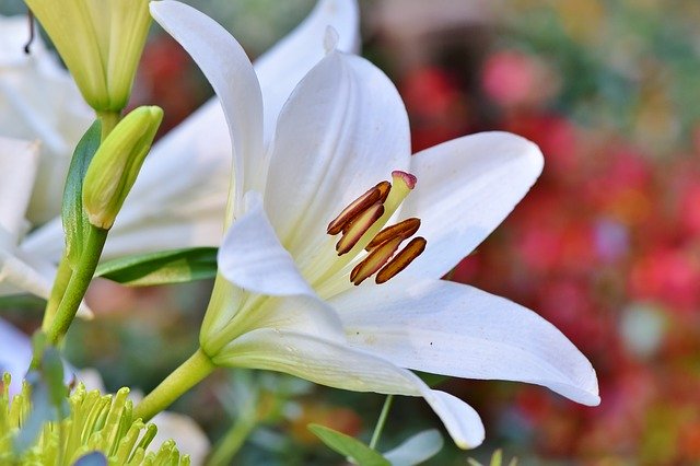lily for meditation