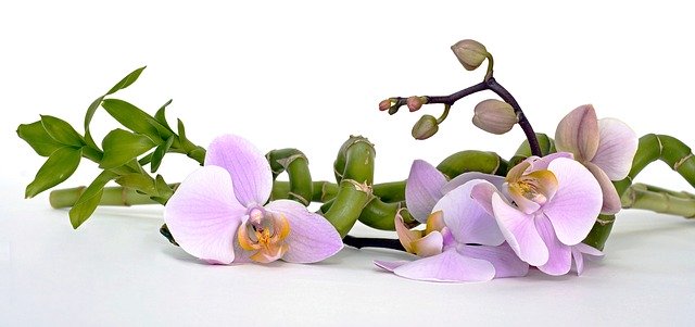 orchid for meditation