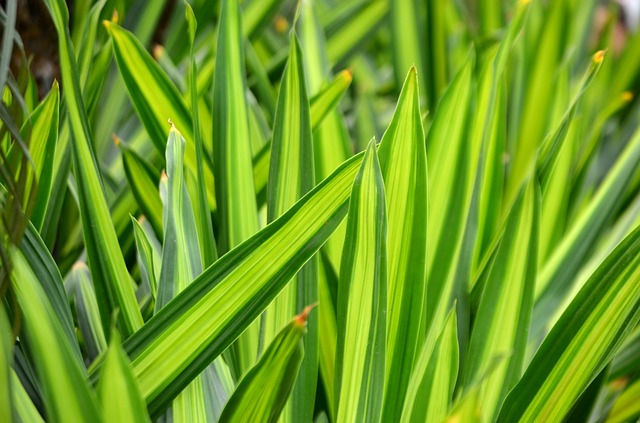 plants for meditation