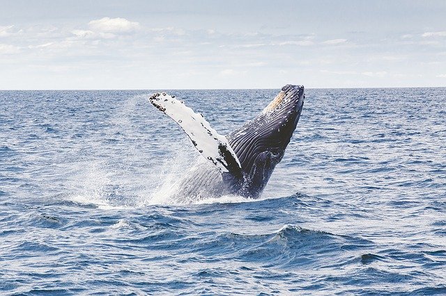 whalewatching and yoga