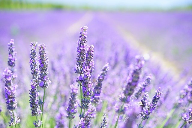 Orange Lavender Water Kefir