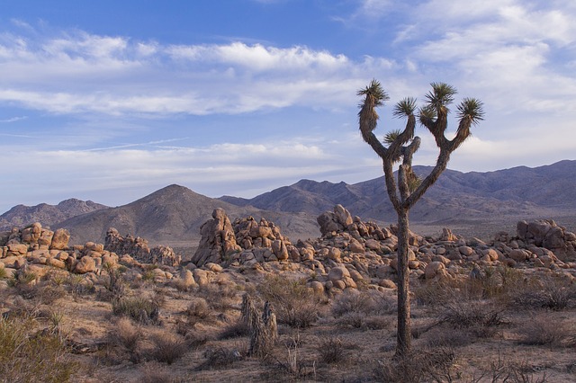 yoga hike and climb joshua tree national park